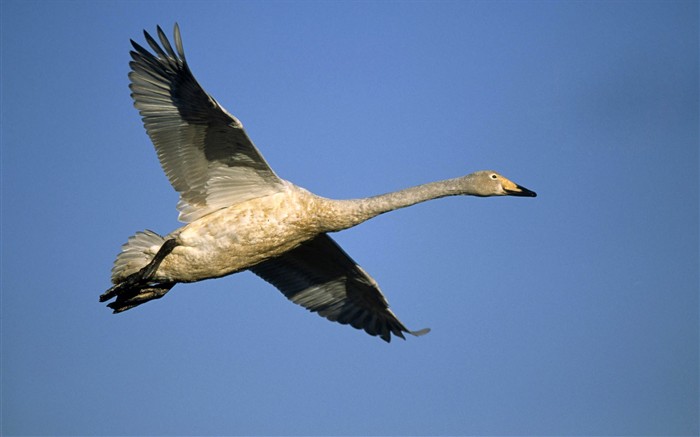 HD Fondos de Aves de fotos #29