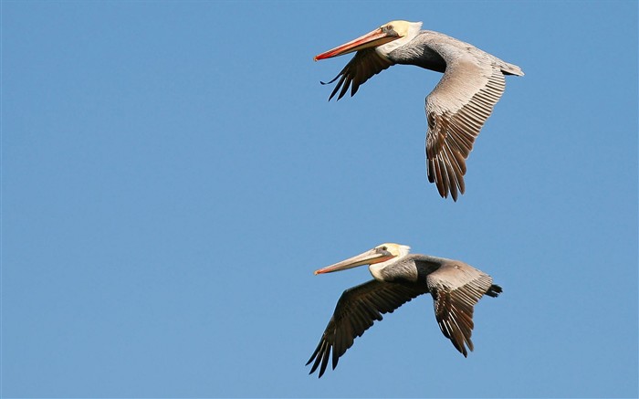 HD Fondos de Aves de fotos #30