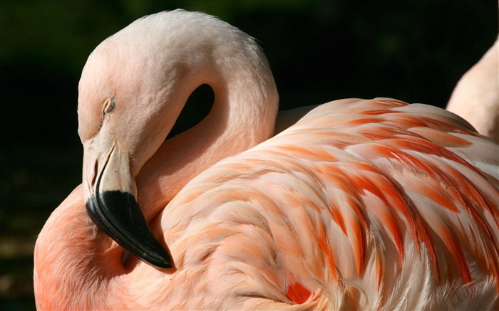 Fonds d'écran HD Photo Oiseaux #32