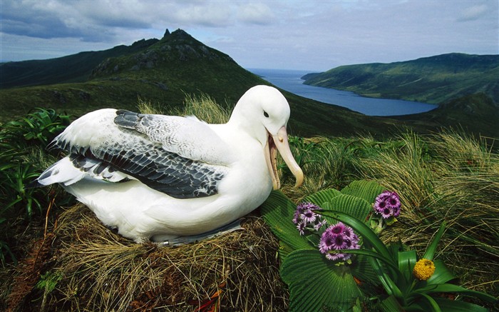 HD Fondos de Aves de fotos #36