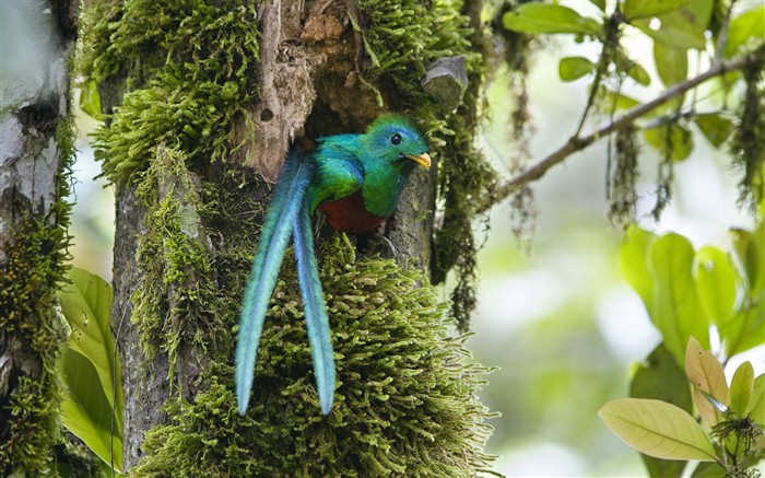 HD Fondos de Aves de fotos #40