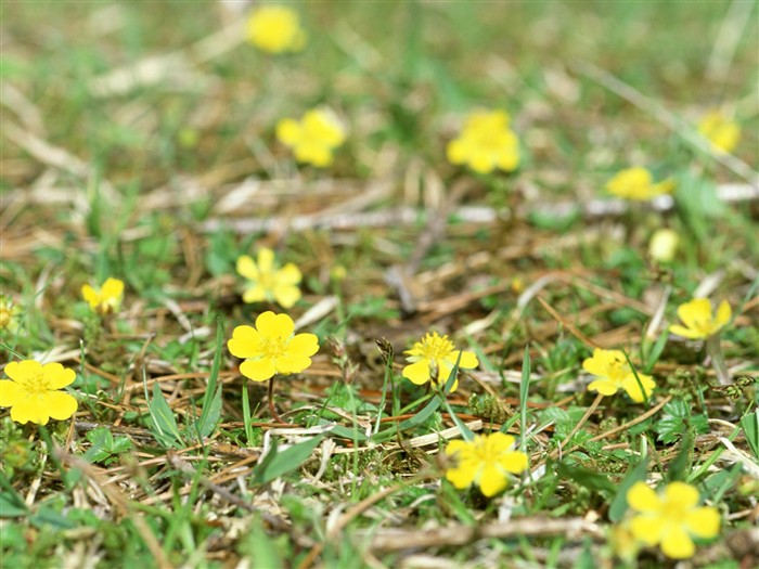 Fond d'écran de fleurs sauvages #2