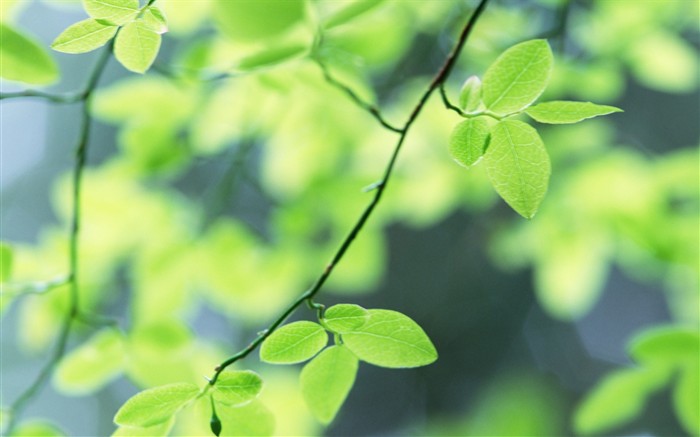 Čerstvé zelené listy tapetu (2) #1