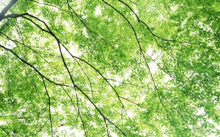 Čerstvé zelené listy tapetu (2) #12