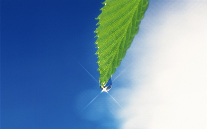 Fresh green leaf wallpaper (2) #15