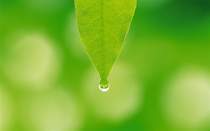 Fresh green leaf wallpaper (2) #17