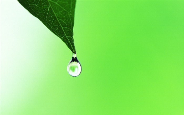 Fresh green leaf wallpaper (2) #18