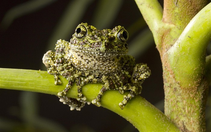 HD Animaux Fonds d'écran Collection (2) #16