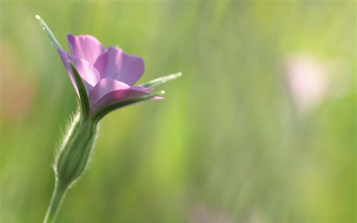 Brilliant flowers close-up wallpaper #2