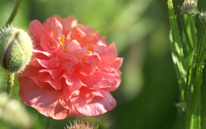 fondos de escritorio de flores brillantes de cerca #6