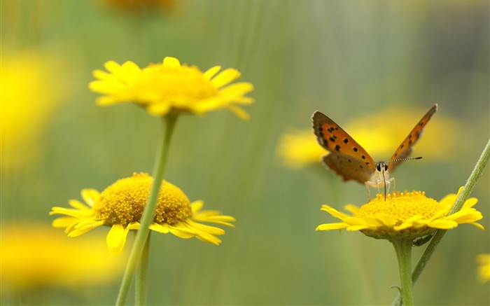 Brilliant flowers close-up wallpaper #8