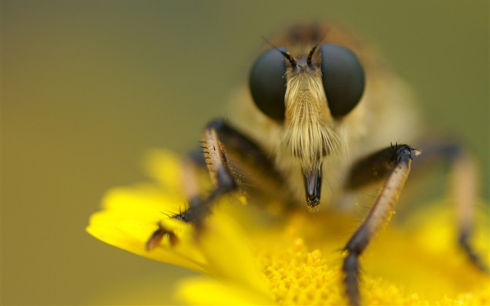 fleurs éclatantes fond d'écran en gros plan #10