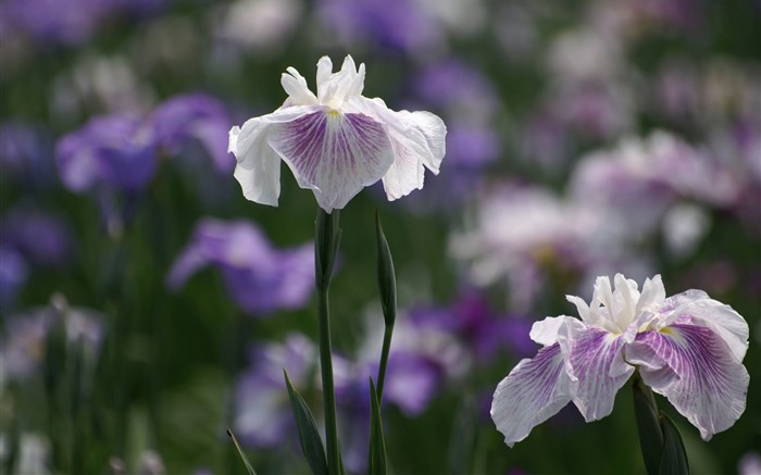 fleurs éclatantes fond d'écran en gros plan #11