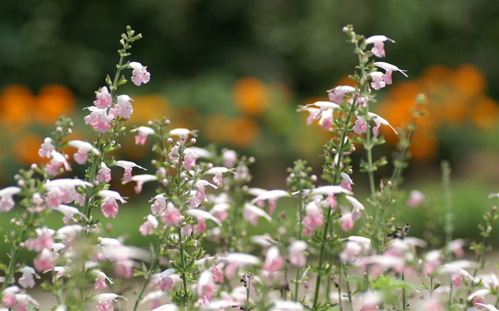 fleurs éclatantes fond d'écran en gros plan #13