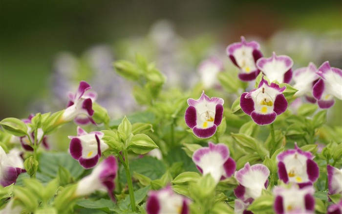 fleurs éclatantes fond d'écran en gros plan #14