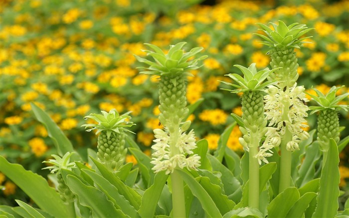 灿烂花朵特写壁纸16