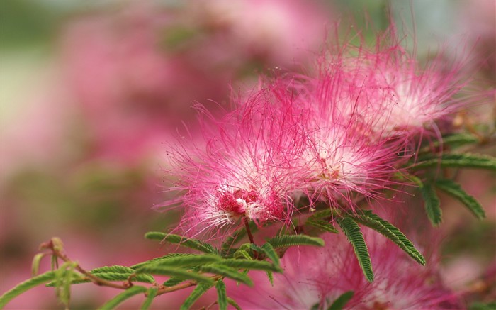 灿烂花朵特写壁纸19