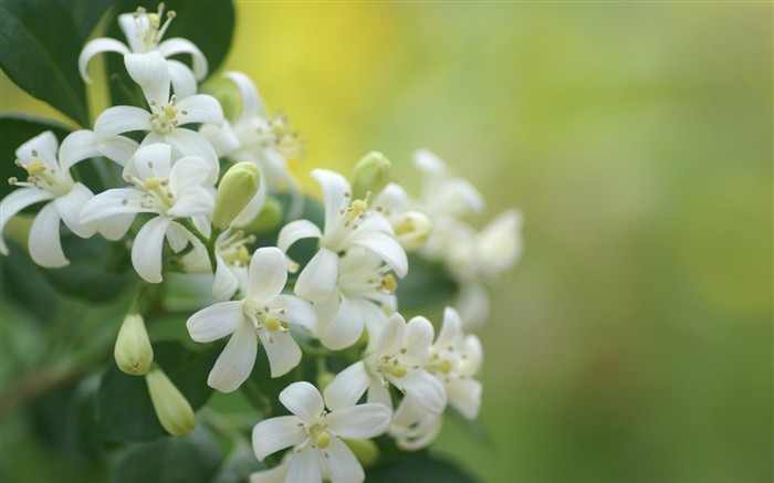 Brilliant flowers close-up wallpaper #21