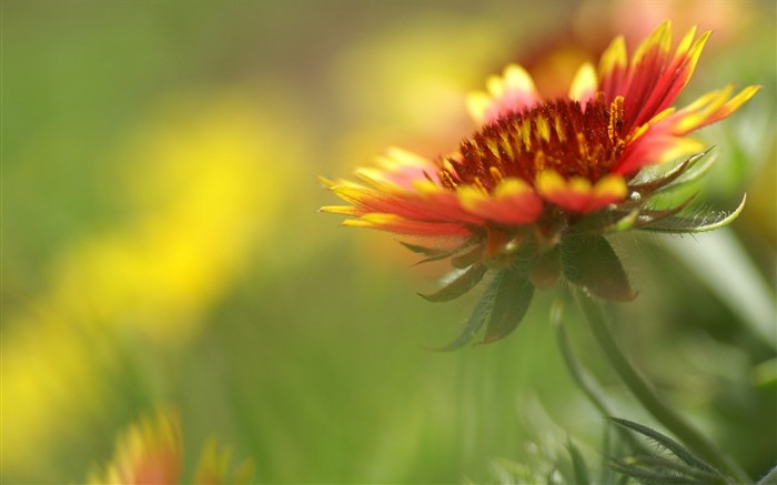 fleurs éclatantes fond d'écran en gros plan #23