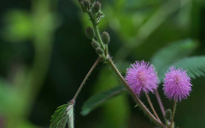 灿烂花朵特写壁纸25