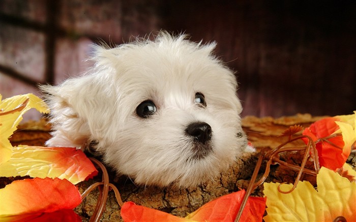 Fluffy kleinen Hund Tapete #4