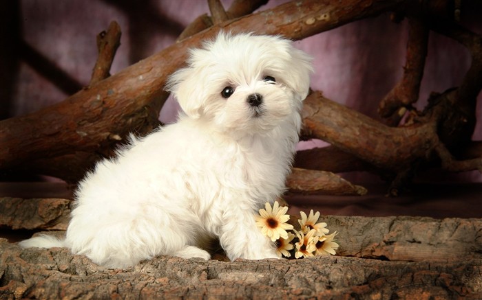 Fluffy kleinen Hund Tapete #14