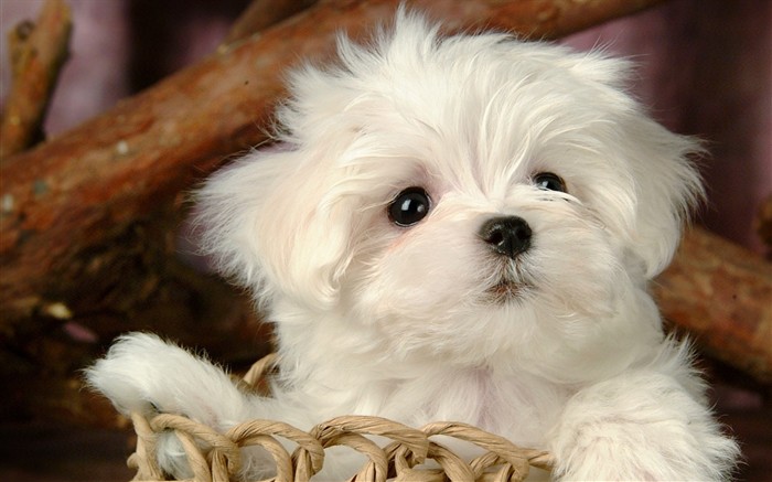 Fluffy little dog wallpaper #21