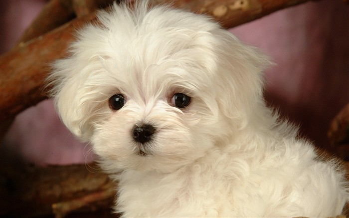 Fluffy little dog wallpaper #24