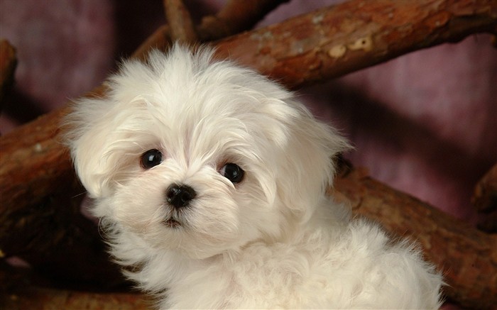 Fluffy little dog wallpaper #25