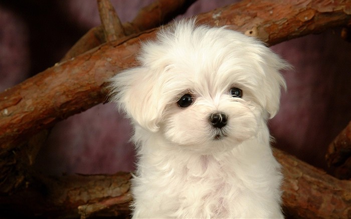 Fluffy little dog wallpaper #29