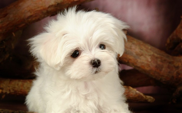 Fluffy little dog wallpaper #30