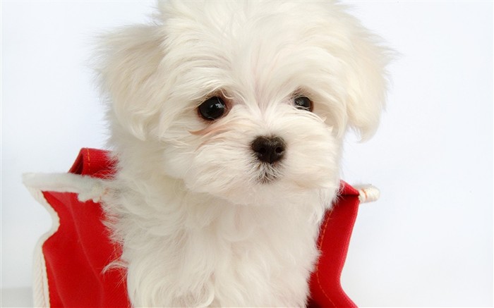 Fluffy little dog wallpaper #32