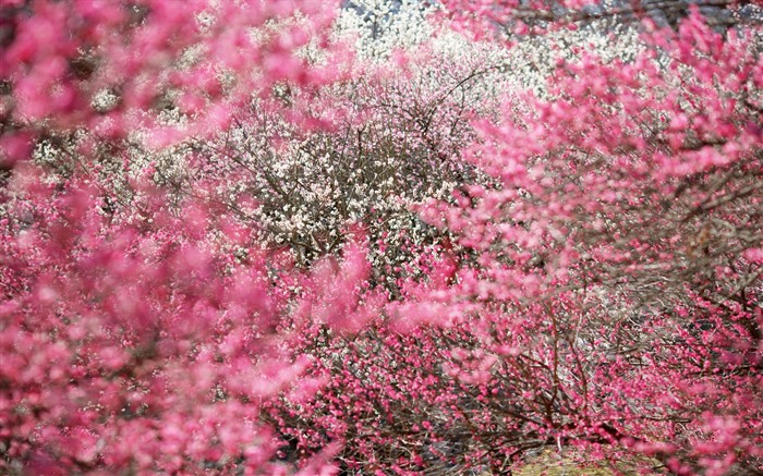 paysages naturels du Japon Fond d'écran #11