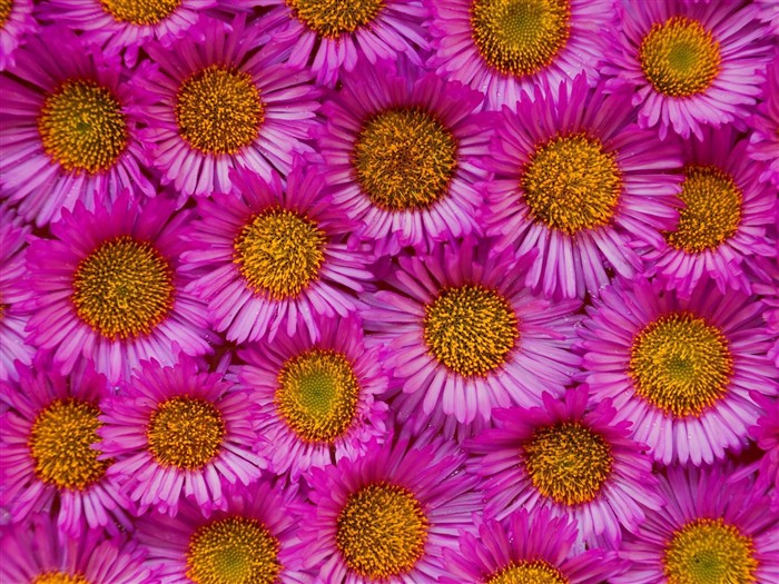 Hermoso fondo de pantalla Flores (3) #36