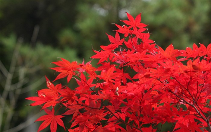 Japan Tour: Montañas Rokko hojas #4