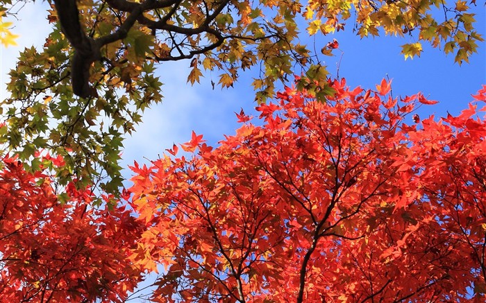 日本之旅：六甲山之紅葉 #12