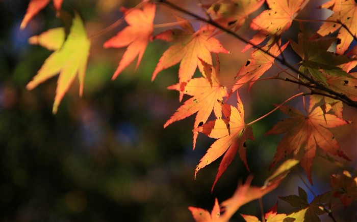 Japan Tour: Rokko Mountain leaves #16