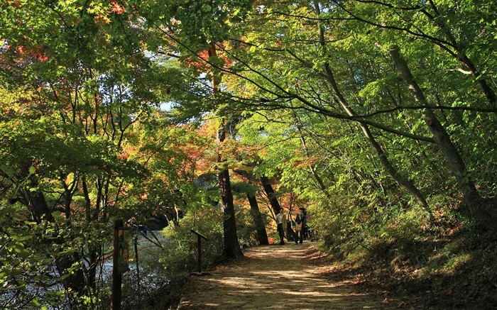 Japan Tour: Rokko Mountain feuilles #19