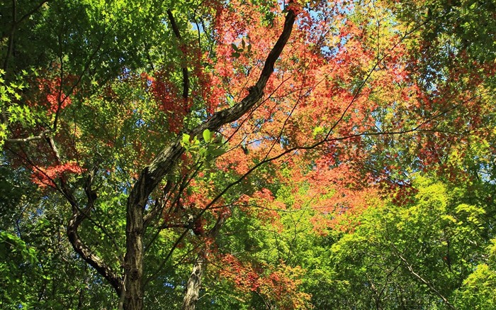 Japan Tour: Rokko Mountain leaves #22