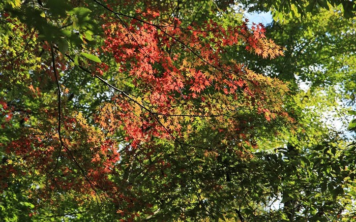 Japan Tour: Rokko Mountain leaves #23