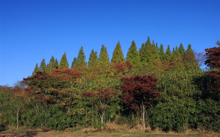 Japan Tour: Berg Rokko Blätter #24