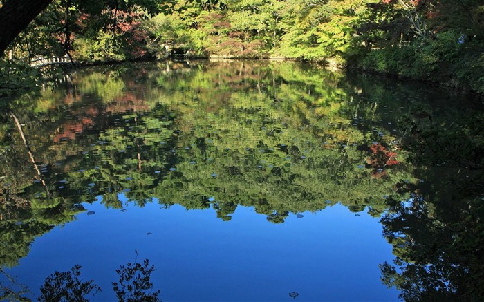 Japan Tour: Rokko Mountain leaves #29