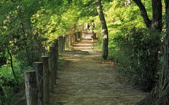 Japan Tour: Rokko Mountain feuilles #31