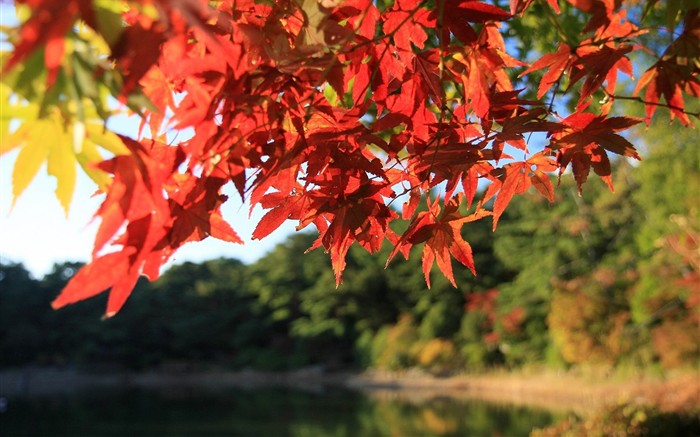 Japan Tour: Rokko Mountain feuilles #33