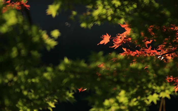 Japan Tour: Rokko Mountain feuilles #35