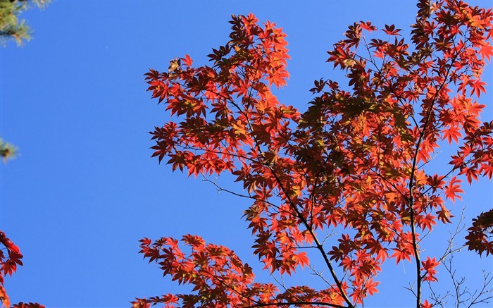 Japan Tour: Rokko Mountain feuilles #37