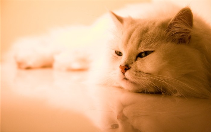 Gato de fotos HD Wallpapers #35