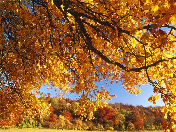 Thick autumn scenery wallpaper #8