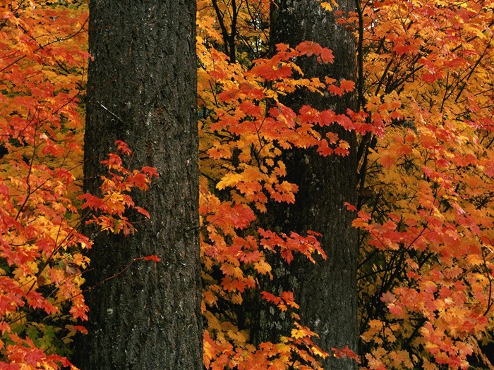 Fond d'écran épais décor de l'automne #15