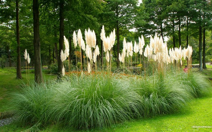 Parc beau fond d'écran #18